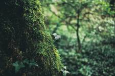 Nicolas CASTANO - CONSCIENCE SAUVAGE | NICOLAS CASTANO