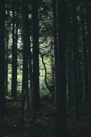 Nicolas CASTANO - CONSCIENCE SAUVAGE | NICOLAS CASTANO